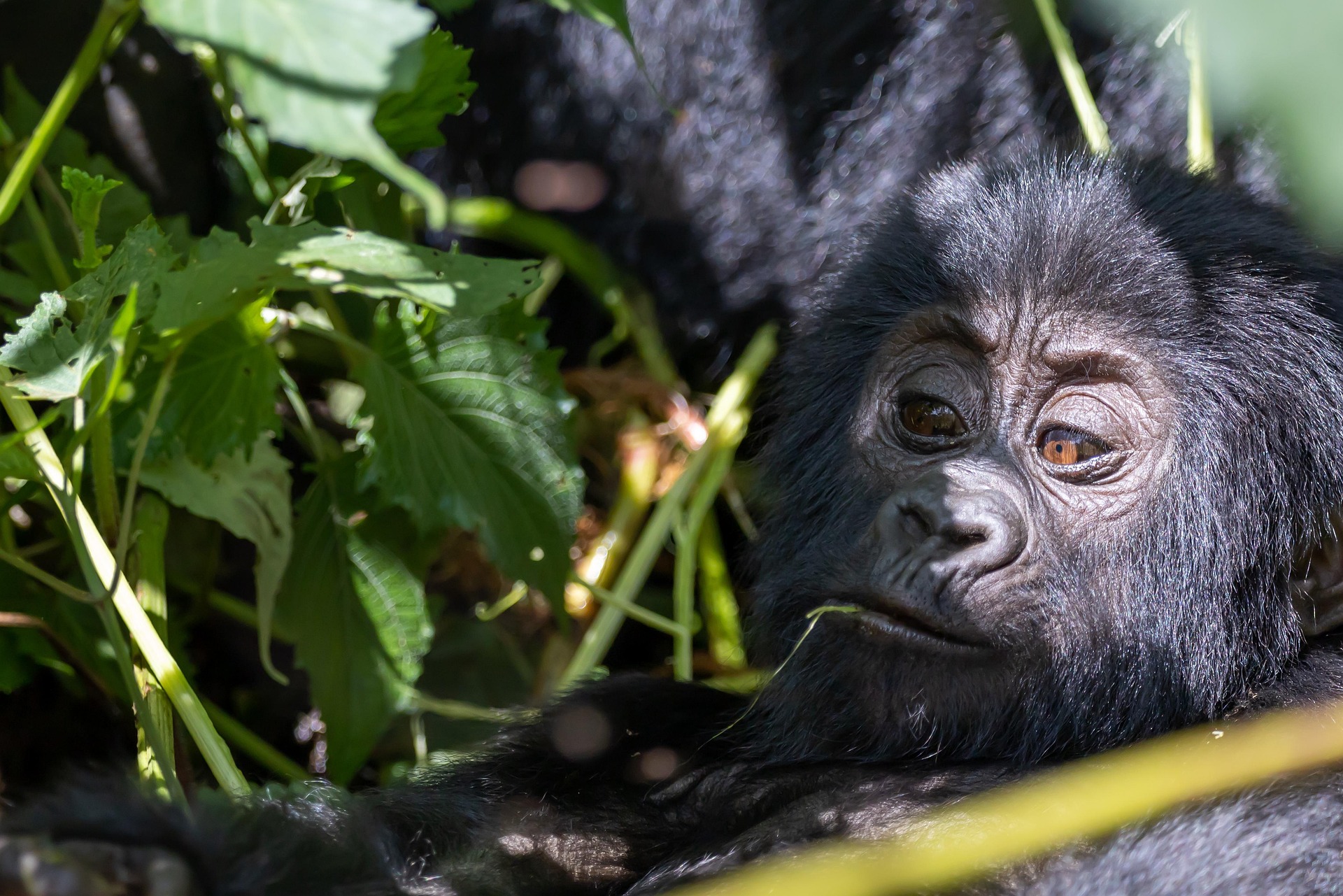 Home budget safari uganda (12)