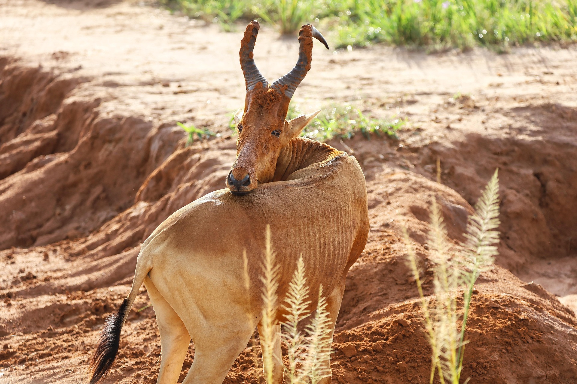 Home Budget Safari Uganda 17
