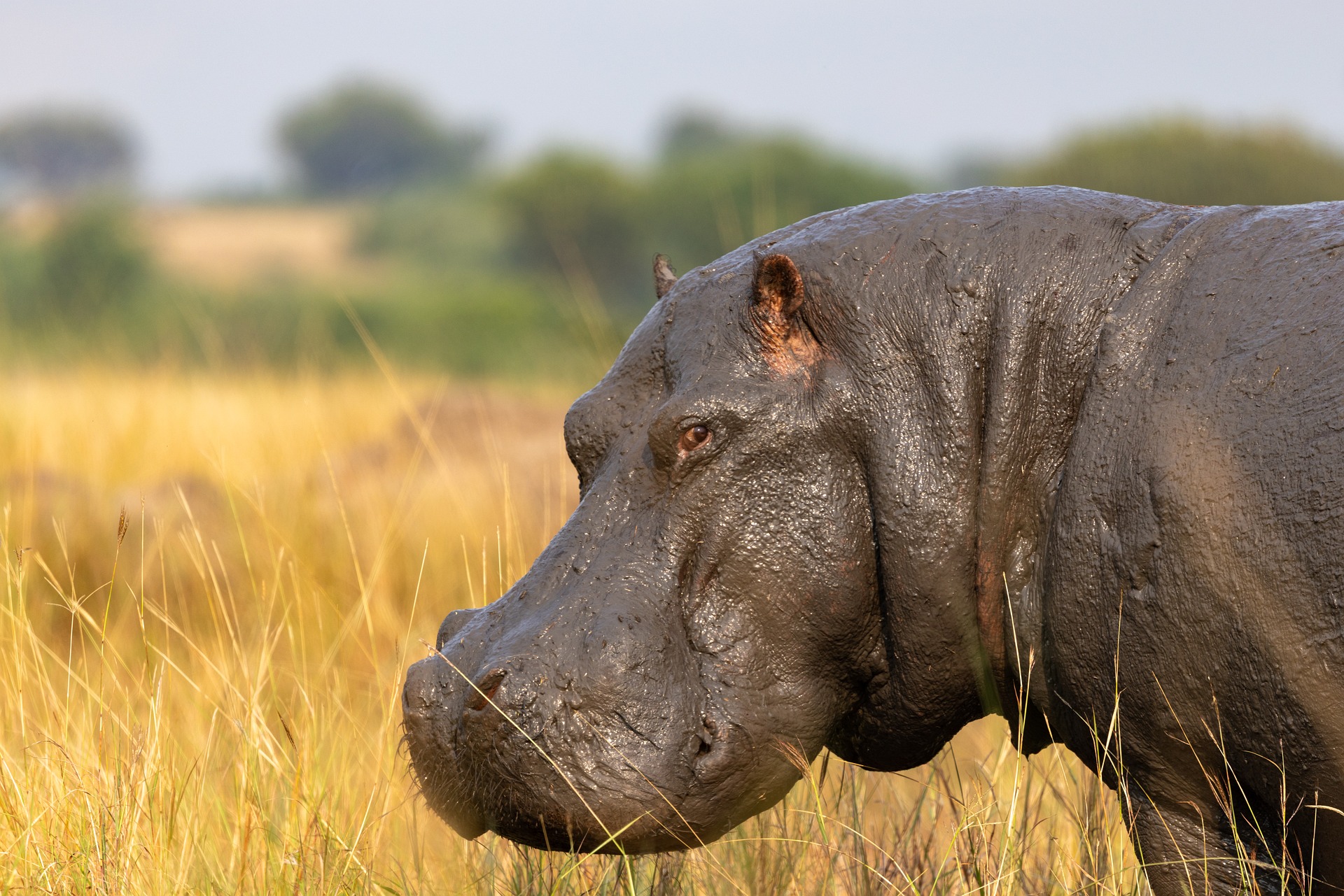 Home budget safari uganda (20)