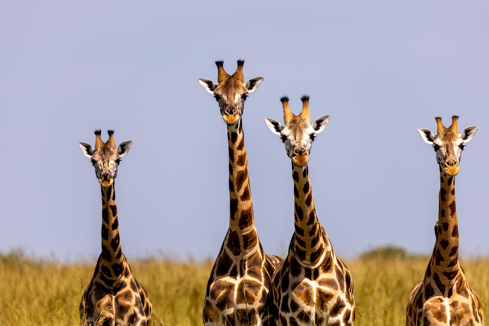 Home Budget Safari Uganda 23