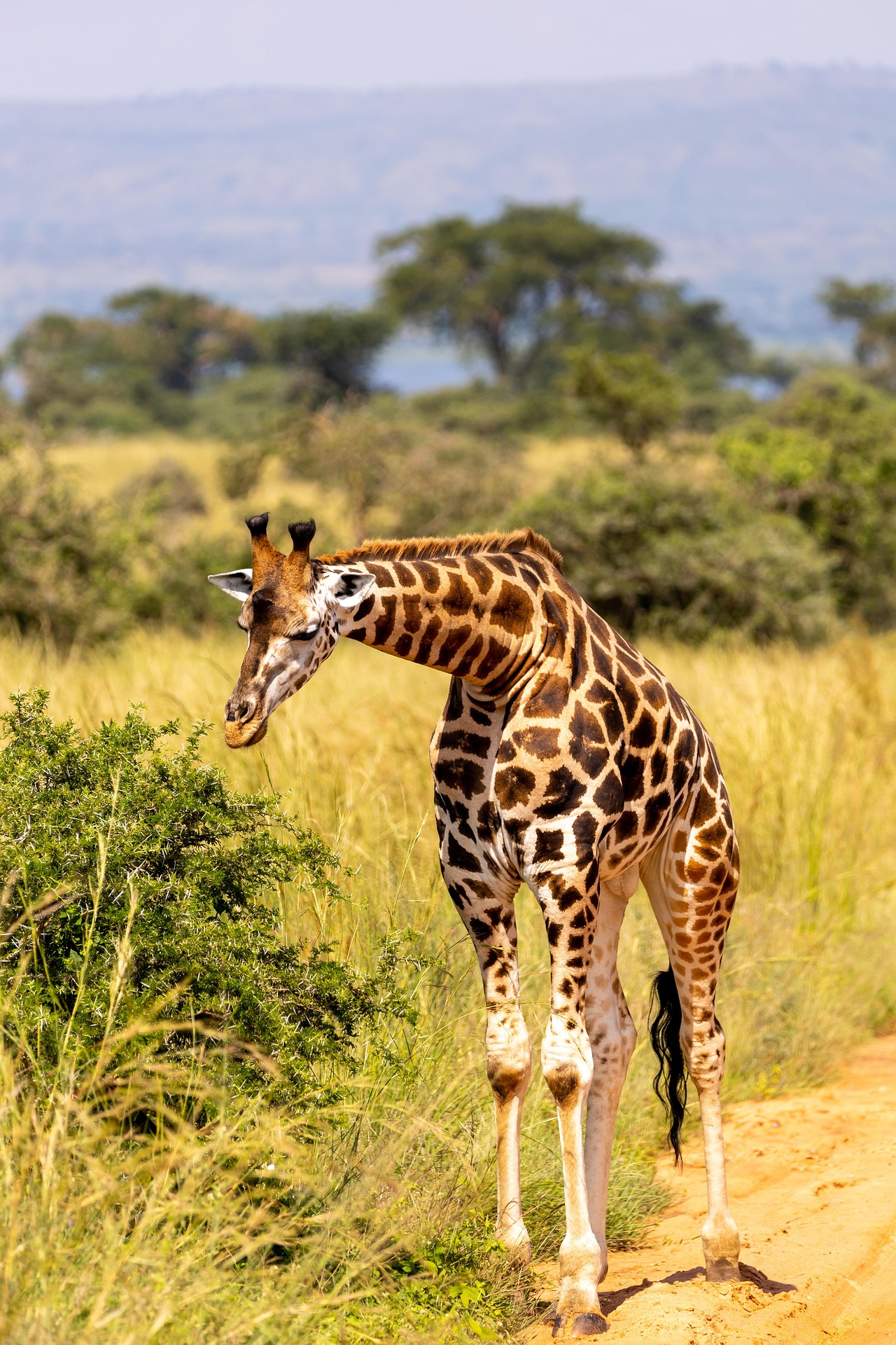 Home Budget Safari Uganda 24