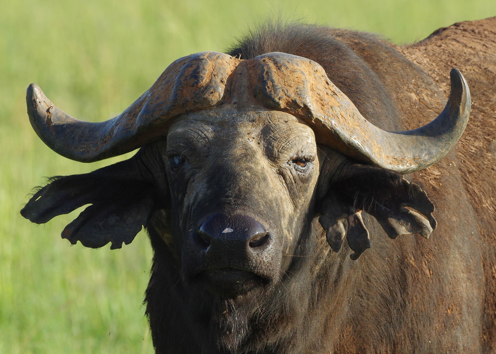 Home Marcel Zihlmann Buffalo 2878230 1920 1
