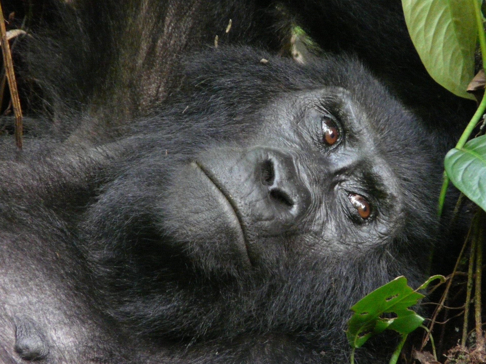 20 Days Ultimate Uganda Safari