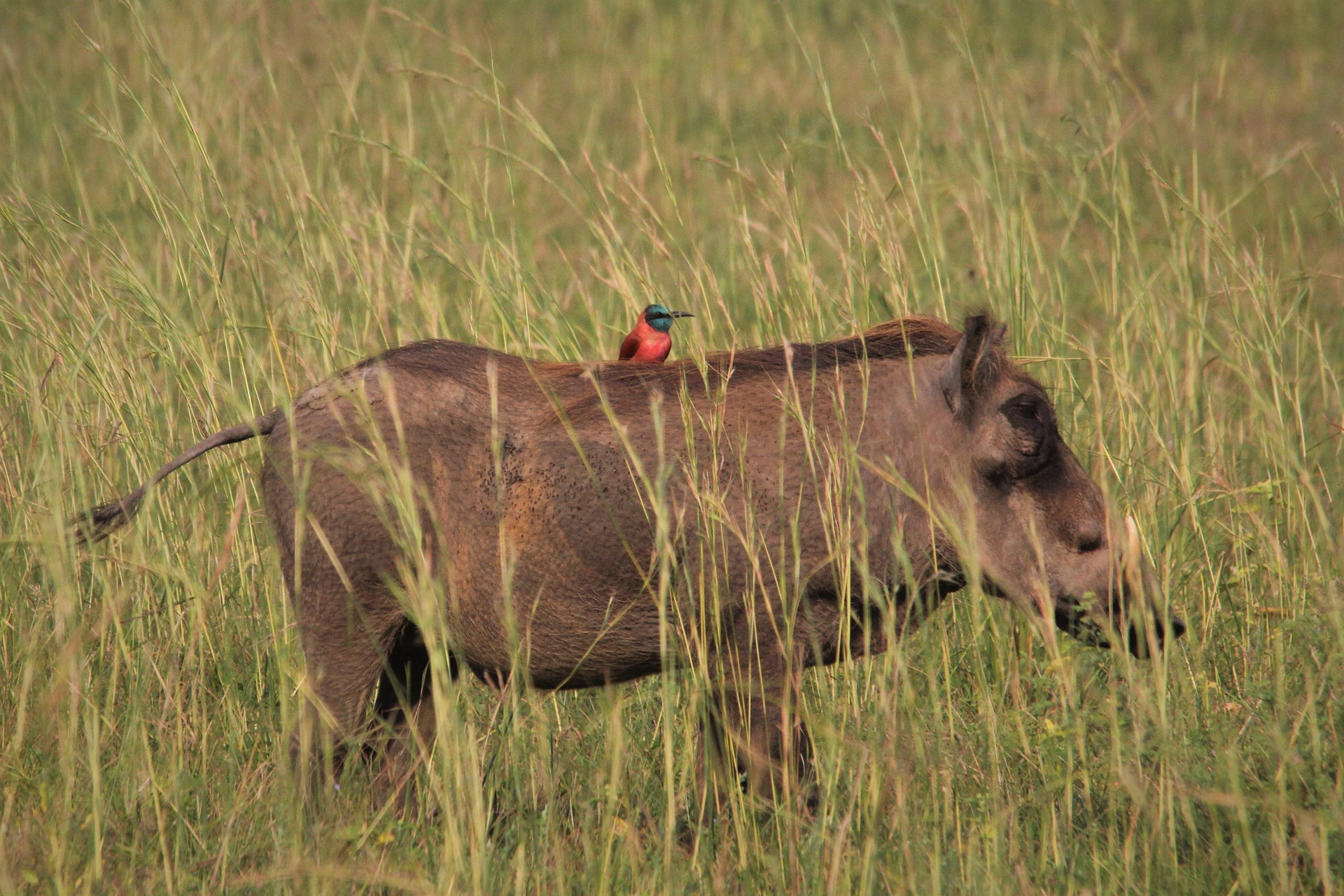 Home Nel Botha Warthog 4490389 1920