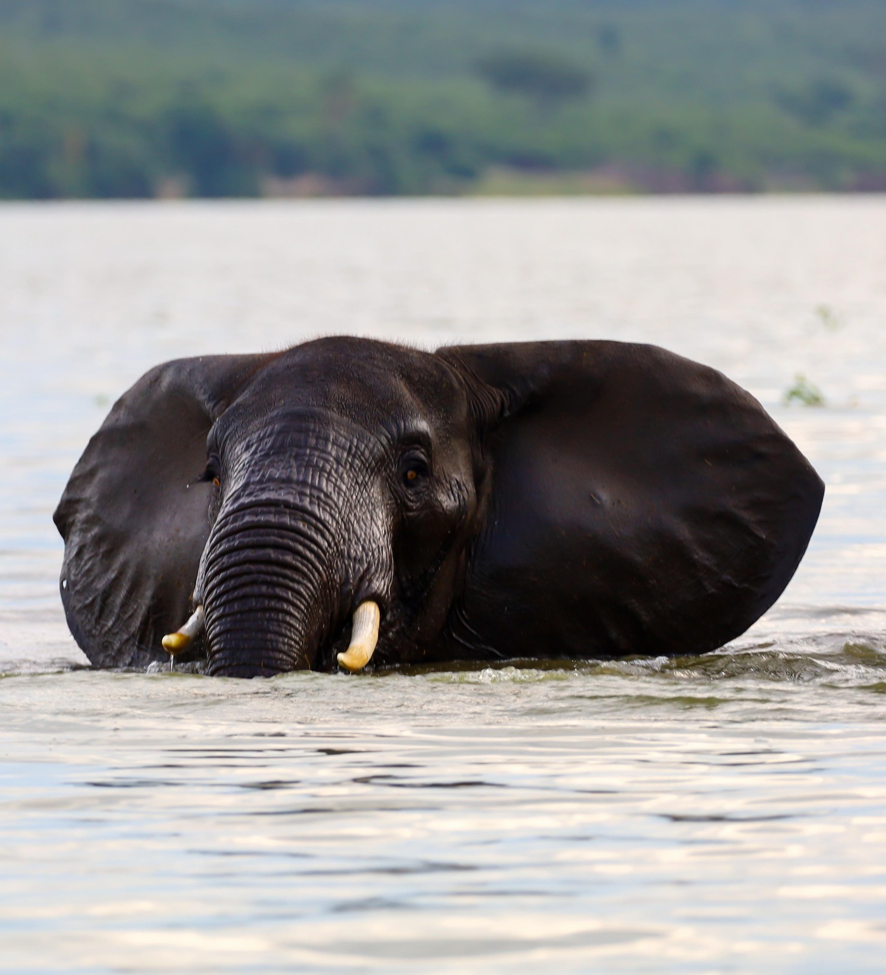 7 Days Wildlife & Gorillas Safari