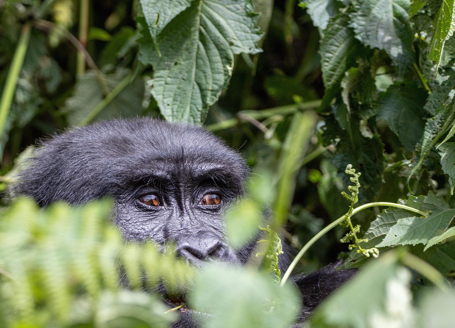 3 Days Budget Gorilla Safari
